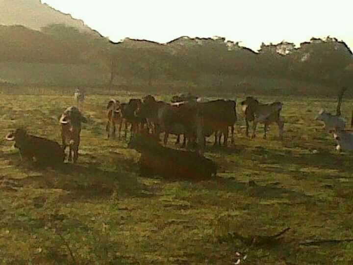 Venta de Finca en Los Cercadillos de Sabana Larga